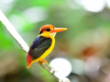 Doğulu cüce ya da Kara sırtlı Kingfisher; ceyx erithacus