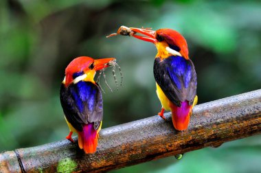 Bir çift siyah sırtlı Kingfisher, Ceyx erithacus, Tayland kuşları için örümcek ve yengeç yemeği taşıyan küçük renkli bir balıkçı.