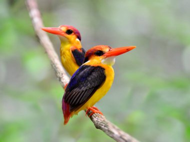 Bir çift siyah sırtlı Kingfisher, Ceyx erithacus, Tayland 'ın aynı dalına tüneyen küçük renkli bir balıkçı.