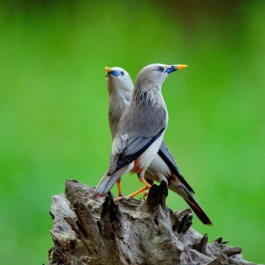 Bir çift kestane kuyruklu Starling (Sturnus malabaricus) aşk kuşları