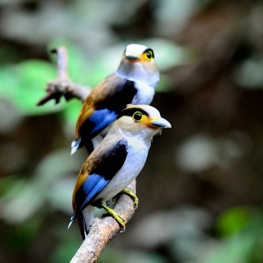 Bir çift gümüş göğüslü Broadbill (Serilphus lunatus) aile kuşu dala tünemiş yavrularını beslemek için bekliyor.