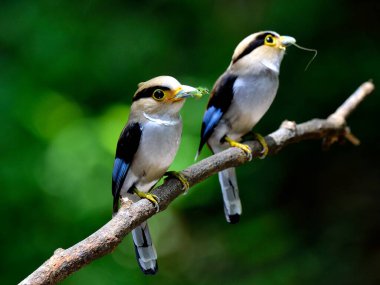 Bir çift gümüş göğüslü Broadbill (Serilphus lunatus) aile kuşu dala oturmuş yavrularını beslemek için bekliyor.