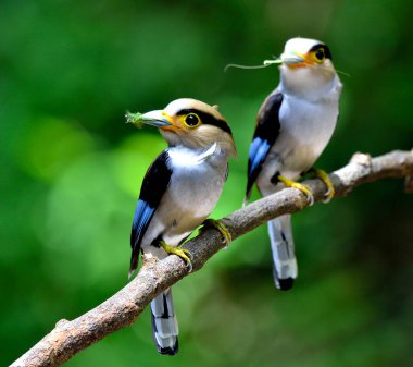 Bir çift gümüş göğüslü Broadbill (Serilphus lunatus) aile kuşları dalda oturup yavrularını beslemek için bekliyorlar.
