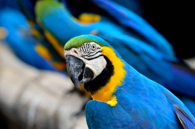 Mavi ve Sarı papağan portresi, mavi ve altın papağan ve arka planda diğer papağanlar