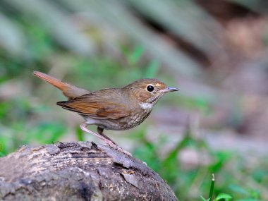  Kızıl kuyruk kaldıran kızıl kuyruklu Robin (Luscinia sibilans)