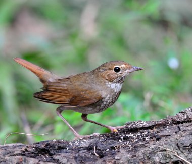 Detaylar ve kırmızı kuyruk kaldırma ile Rufous-tail Robin (Luscinia sibilans)