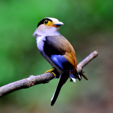 Gümüş göğüslü Broadbill kuşu (Serilphus lunatus) Dala tünemiş, yüzü dönük güzel