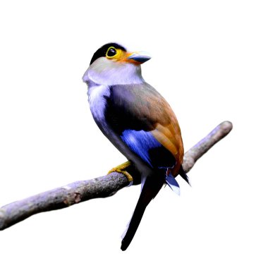 Gümüş göğüslü Broadbill kuşu (Serilphus lunatus) beyaz arka planda izole bir dala tünemiştir.