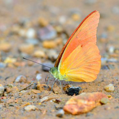 Tek pieridae, suyu yudumlayan bir turuncu kelebek. 
