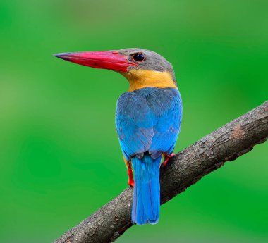 Leylek gagalı Kingfisher kuşu (Halcyon capensis), yeşil arka plandaki en iyi sırt ve renklerini gösteren avlanmayı bekliyor.