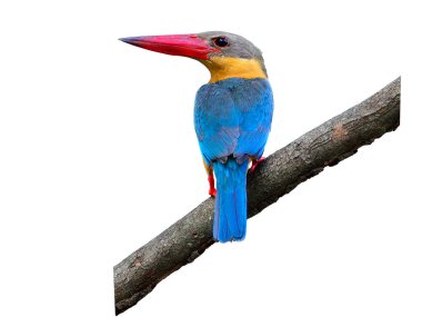 Leylek gagalı Kingfisher, Halcyon capensis, ağaca tünemiş, beyaz arka planda en iyi sırt ve renklerini gösteren balık avını bekliyor.