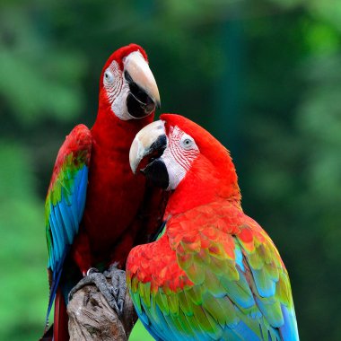 Tatlı sarılan yeşil kanatlı papağanlar, Kırmızı, yeşil, mavi papağan kuşu