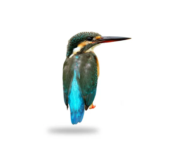 Gyakori Kingfisher Szép Háttér Részletek Elszigetelt Fehér Háttér — Stock Fotó