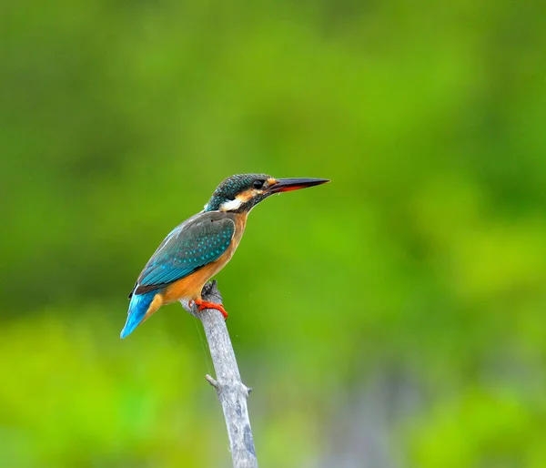 Common Kingfisher Alcedo Detta Med Detaljer Och Åtgärder Härlig Fågel — Stockfoto