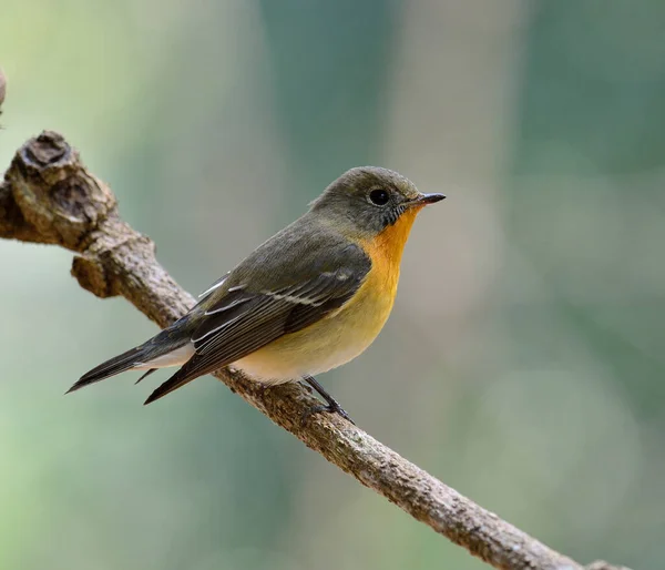 Cute Female Juvenile Mugimaki Flycatcher Very Nice Details Its Feathers — Stock Photo, Image