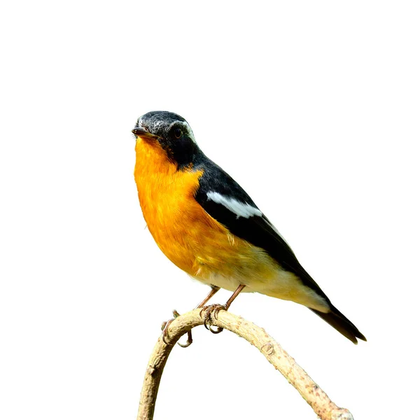 Söt Vacker Mugimaki Flycatcher Med Mycket Fina Detaljer Sittande Grenen — Stockfoto