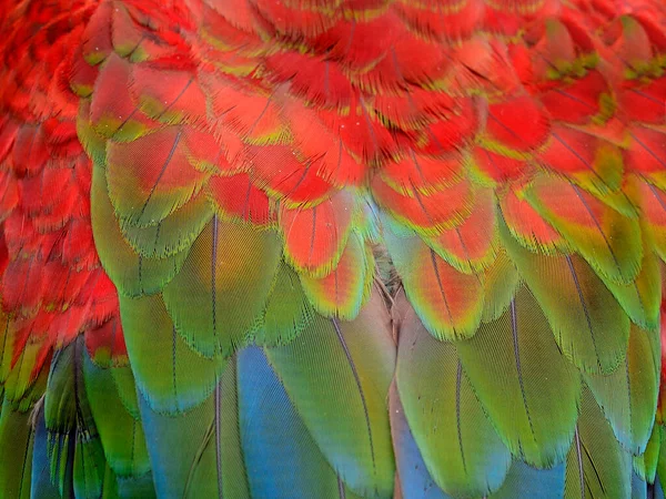 Pluma Guacamayo Guacamayo Alas Verdes Plumas Guacamayo Azul Verde Rojo — Foto de Stock