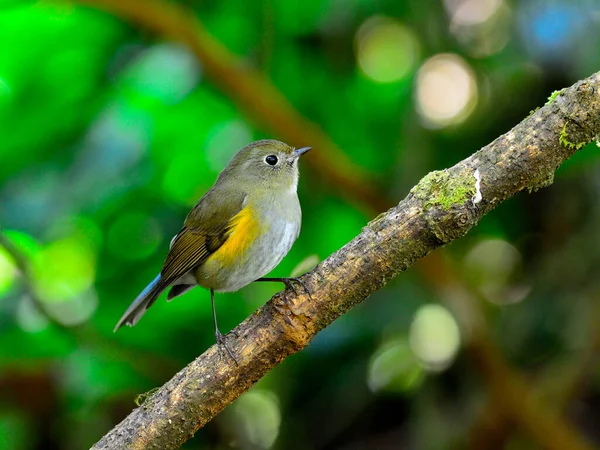 Gyönyörű Kék Madár Nősténye Narancssárga Szárnyú Bush Robin Tarsiger Rufilatus — Stock Fotó