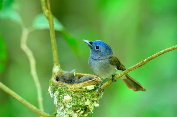 Weibchen Des Schwarznapfflügelschnäppers Oder Auch Schwarznapfflügelschnäpper Hypothymis Azurea Asiatischer Paradiesschnäpper — Stockfoto