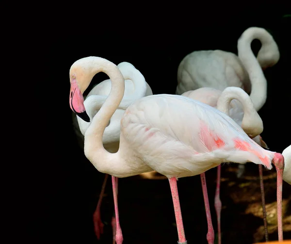 具有黑色背景的大火烈鸟 Phoenicopterus Roseus — 图库照片