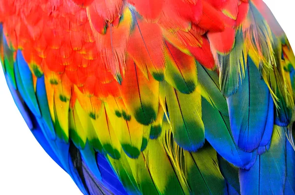 Green Winged Macaw Red Blue Macaw Scarlet Macaw Feathers — Stock Photo, Image