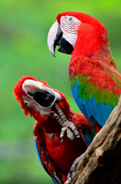 Grünflügel Ara Rotgrünblauer Ara Grüner Flügelara Zwei Rote Aras Rahmen — Stockfoto