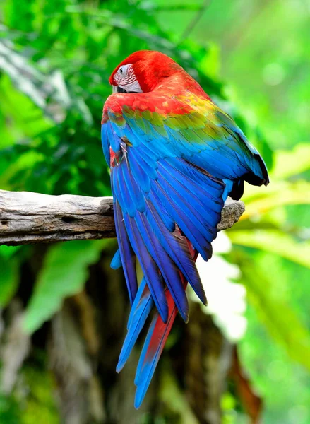 Green Winged Macaw Red Macaw Spread His Wing Sunshade — Stock Photo, Image