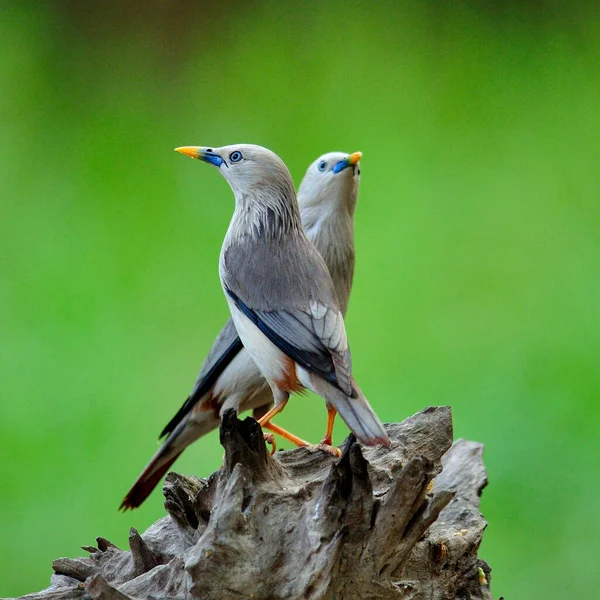 Aves Encantadoras Con Par Estorninos Cola Castaño Sturnus Malabaricus —  Fotos de Stock