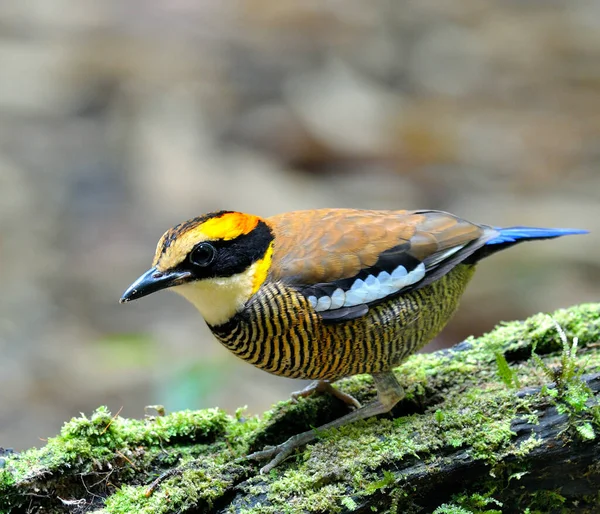 Lovely Female Banded Pitta Bird Pitta Guajana Berdiri Atas Kayu — Stok Foto