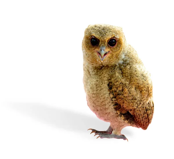 Lovely Juvenile Brown Owl Bird Isolated White Background — Stock Photo, Image
