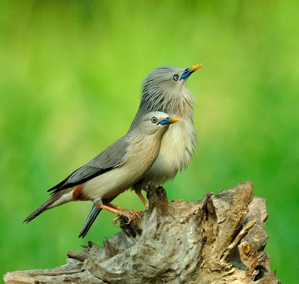 Lovely Pair Chestnut Tailed Starling Birds Sturnus Malabaricus — Stock fotografie