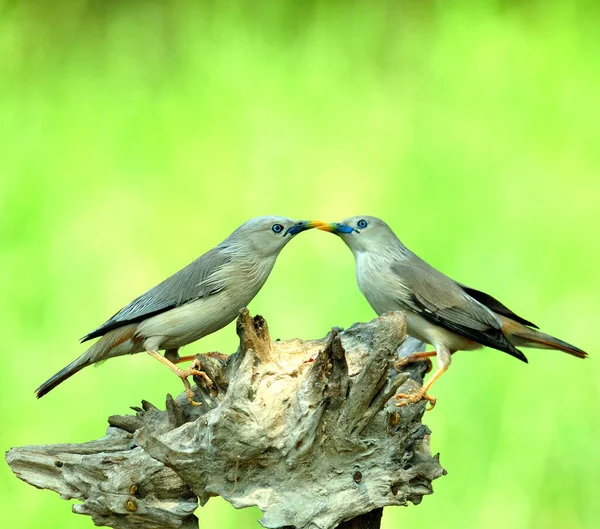 Precioso Par Pájaros Estorninos Cola Castaña Besándose Sturnus Malabaricus —  Fotos de Stock