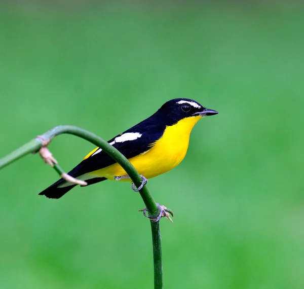 Macho Pássaro Voador Boi Amarelo Ficedula Zathopygia Pousando Pequeno Pau — Fotografia de Stock