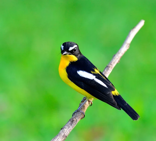 Αρσενικό Του Κίτρινου Ραμμένο Flycatcher Πουλί Ficedula Zathopygia Ωραίο Φωτισμό — Φωτογραφία Αρχείου