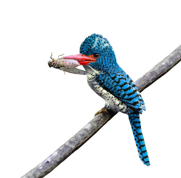 Najpiękniejszy Niebieski Ptak Niesie Jedzenie Dla Swoich Piskląt — Zdjęcie stockowe