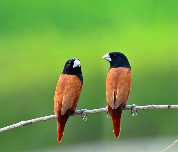 Sepasang Burung Munia Berkepala Hitam Bertengger Bersama Sama Cabang Dengan — Stok Foto