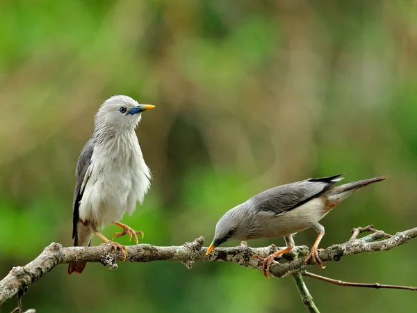 Paar Kastanjestaartspreeuw Vogels Sturnus Malabaricus Die Een Mooie Tak Staan — Stockfoto