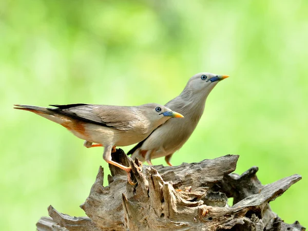Pasangan Burung Starling Ekor Chestnut Sturnus Malabaricus Jatuh Cinta Berdiri — Stok Foto
