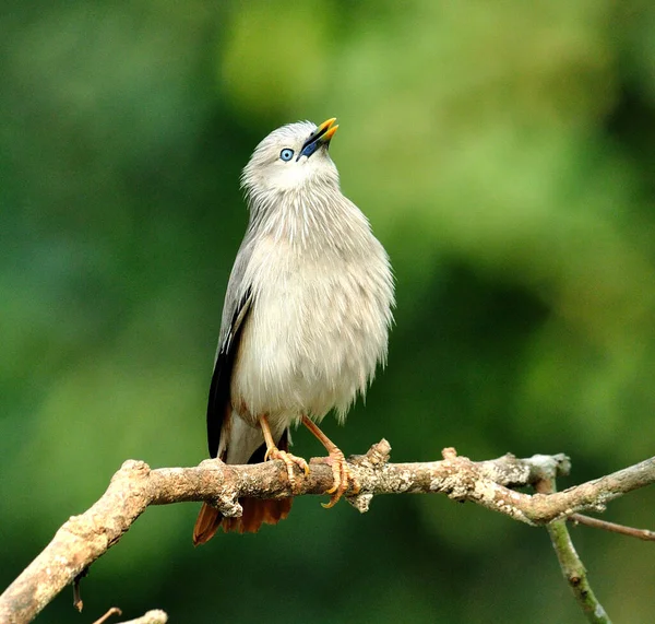 栗尾星鸟 Sturnus Malabaricus 的蓬松羽毛 — 图库照片