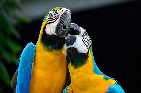 Porträtt Blå Och Gul Makaw Blå Och Gyllene Macaw Med — Stockfoto