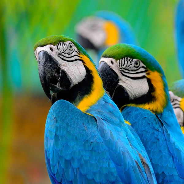 Portret Płetwy Błękitnej Żółtej Niebiesko Złotej Ptak — Zdjęcie stockowe