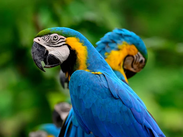 Porträt Eines Blau Gelben Aras Blauer Und Goldener Ara Mit — Stockfoto