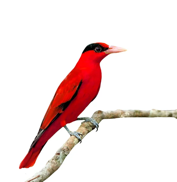 Rode Vogel Zittend Tak Geïsoleerd Witte Achtergrond — Stockfoto