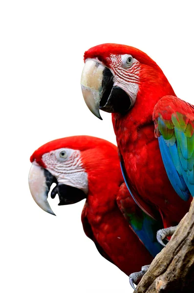 Guacamayo Rojo Guacamayo Alas Verdes Guacamayo Alas Verdes Guacamayos Rojos — Foto de Stock