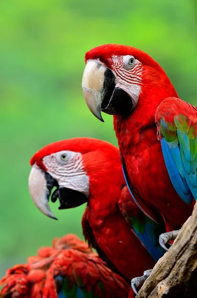 Röd Macaw Grön Bevingad Macaw Grön Vinge Macaw Röda Makaker — Stockfoto