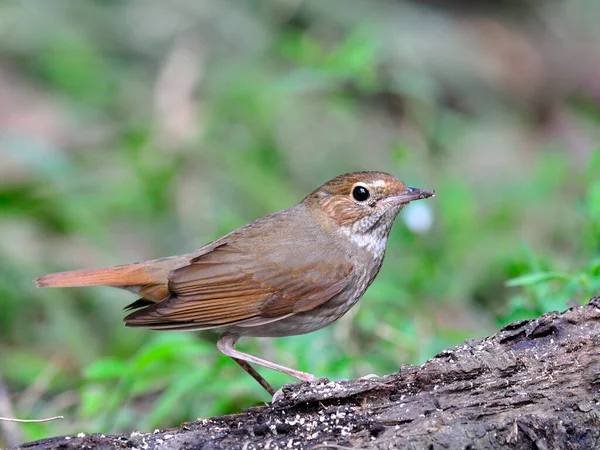 Rufous Tailed Robin Luscinia Sibilans Mycket Vacker Liten Fågel — Stockfoto