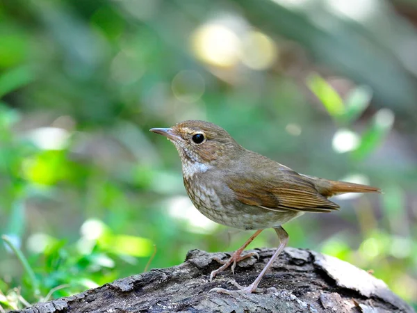 Rufous Tail Robin Luscinia Sibilans Krásný Malý Ptáček — Stock fotografie