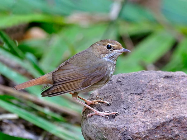 Rufous Tailed Robin Luscinia Sibilans Härlig Liten Fågel Står Klippan — Stockfoto