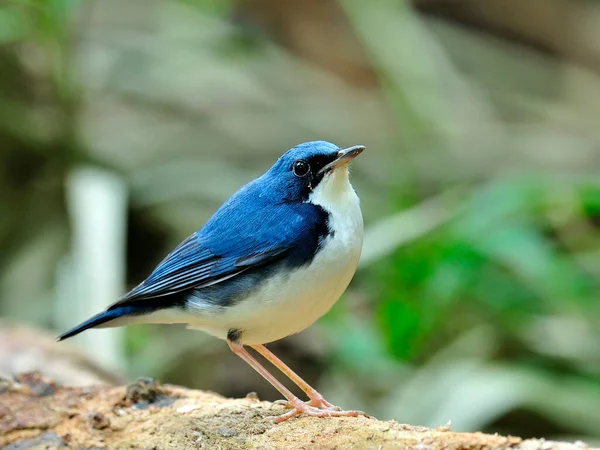 Robin Bleu Sibérien Luscinia Cyane Drôle Oiseau Bleu Gras Debout — Photo