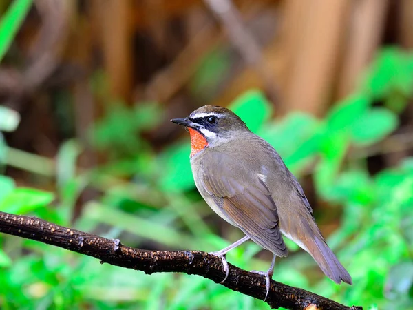 Ave Garganta Siberiana Luscinia Sibilans Sentada Pau — Fotografia de Stock